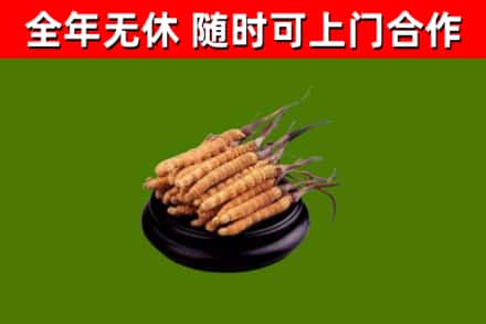 宝鸡回收冬虫夏草